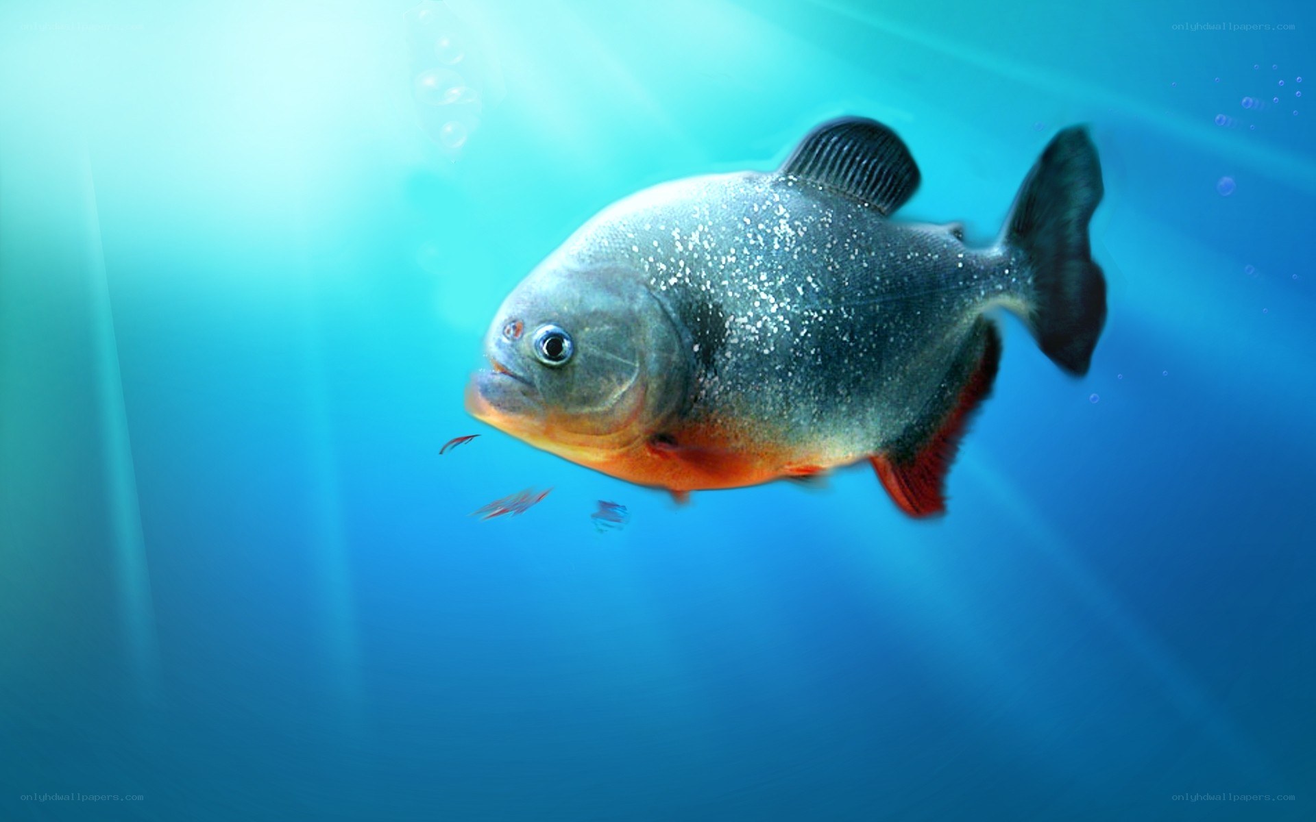 piranha fish underwater