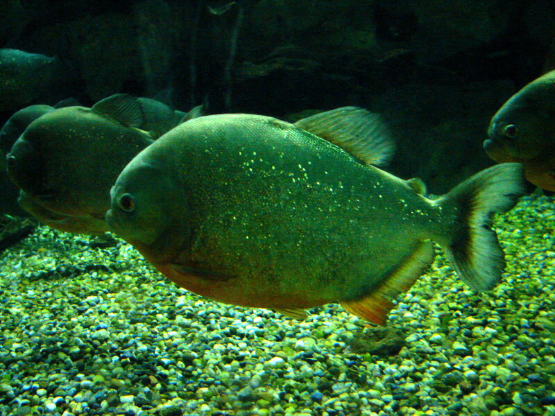 piranhas swimming in aquarium