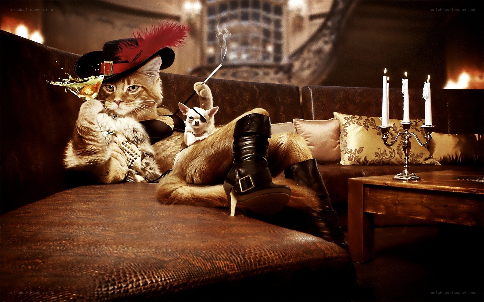Pirate cat with a drink