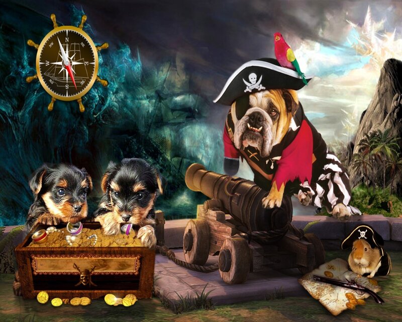 Pirate dogs on a treasure hunt