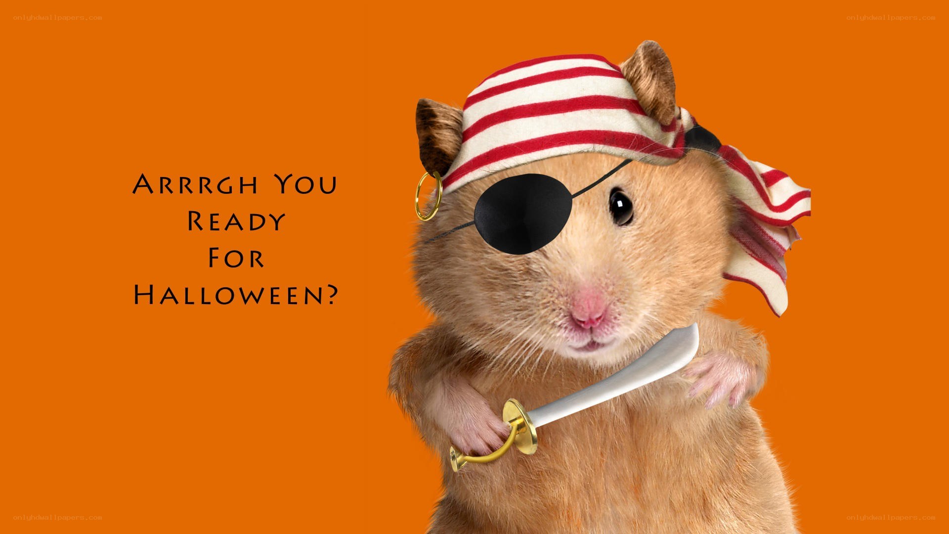 pirate hamster for halloween