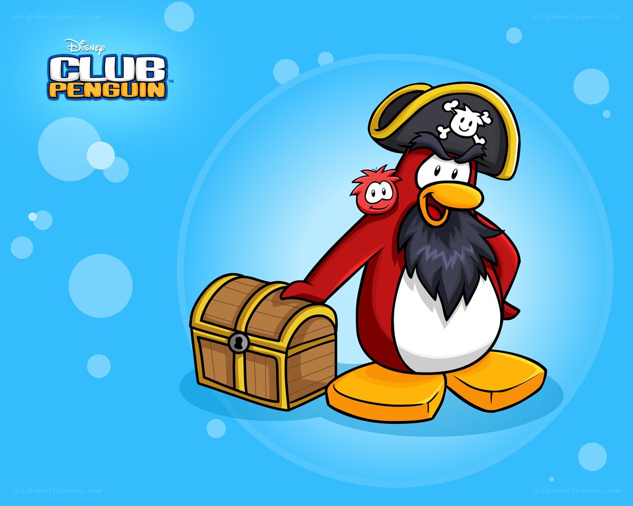 Pirate penguin with treasure chest