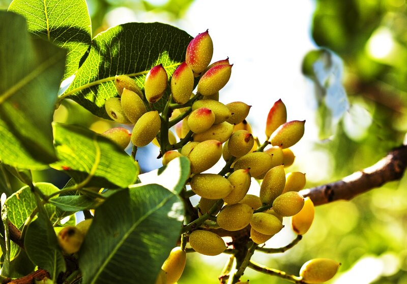 Pistachio Nuts on Branch