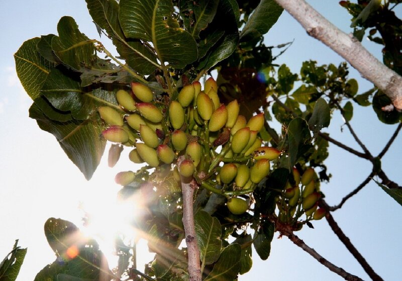 Pistachio Nuts on Tree
