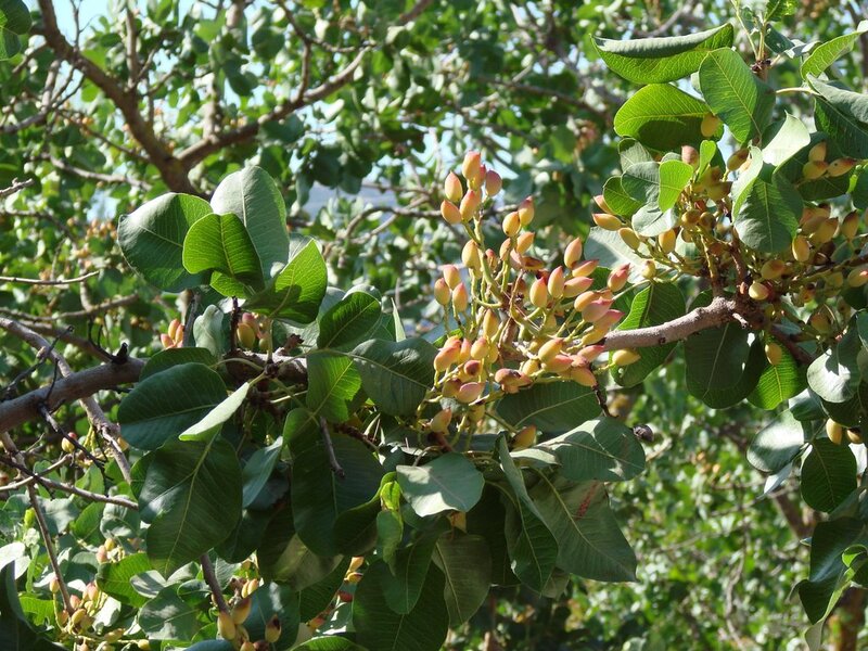 Pistachio Tree Branch — Green