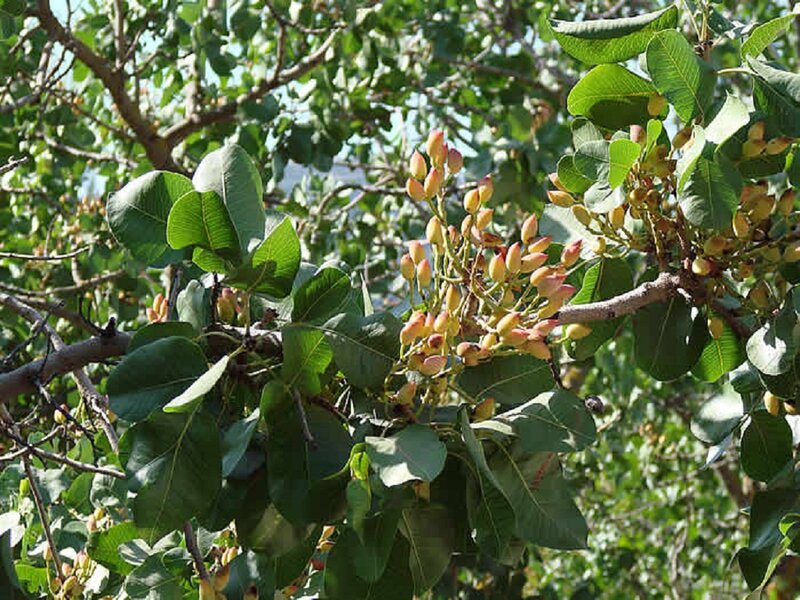 Pistachio Tree Branch