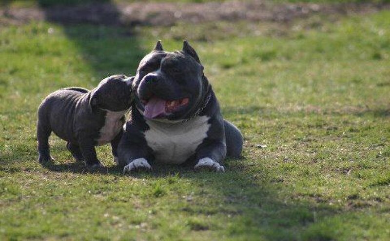Pit Bull and Puppy