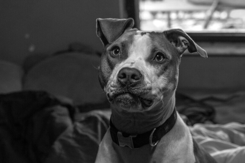 Pit Bull Dog — Black, Calm