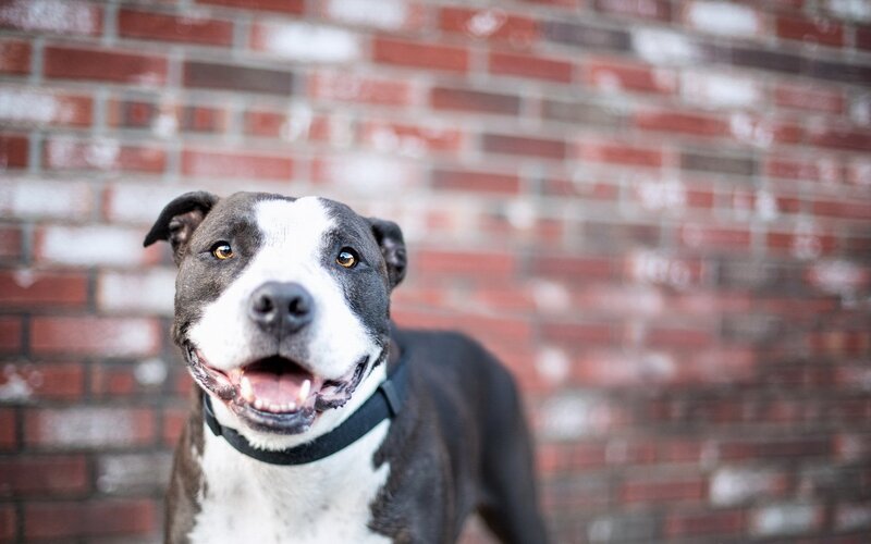 Pit Bull Dog — Black