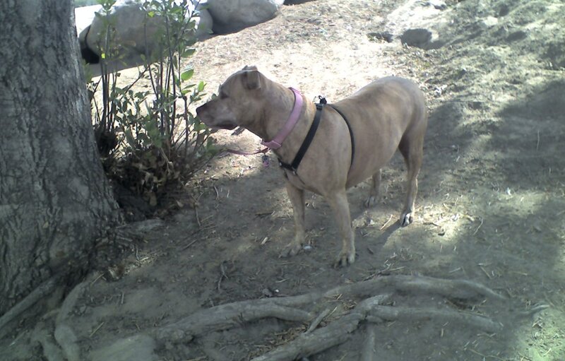 Pit Bull Dog — Brown, Calm, Afternoon