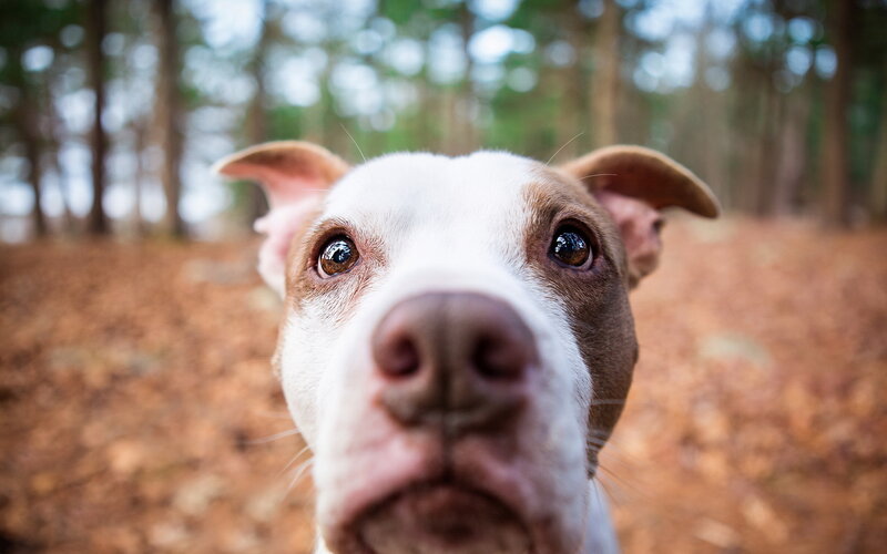 Pit Bull Dog — Brown, Calm, Autumn