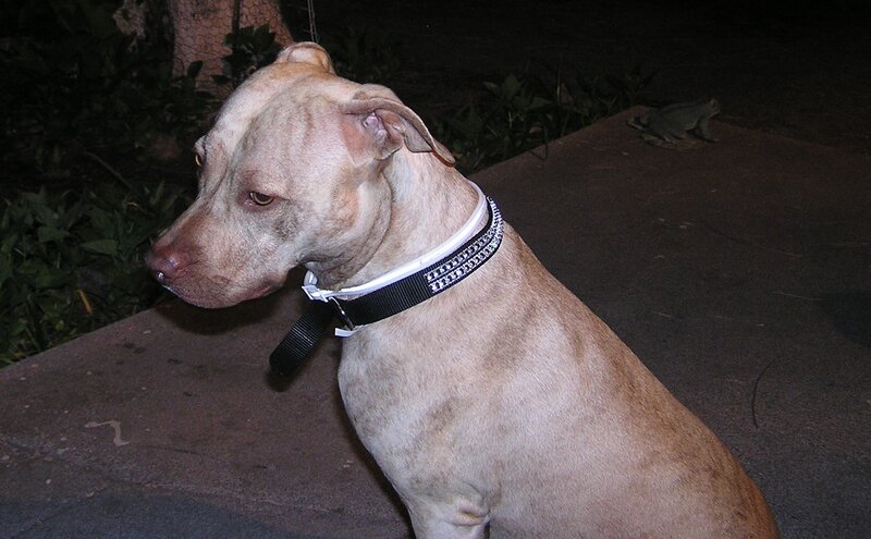 Pit Bull Dog — Brown, Calm