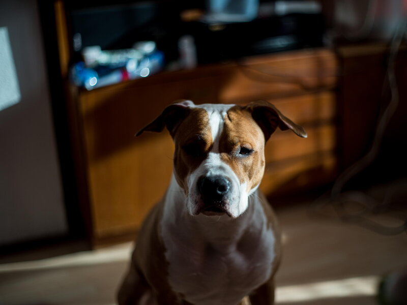 Pit Bull Dog — Brown, Dramatic, Afternoon