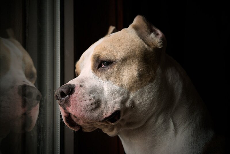 Pit Bull Dog — Brown, Dramatic, Night