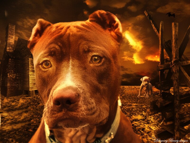 Pit Bull Dog — Brown, Dramatic