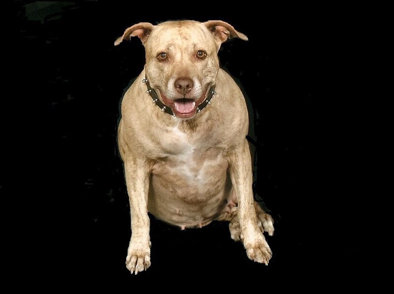 Pit Bull Dog — Brown, Neutral