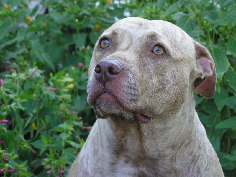 Pit Bull Dog — Brown