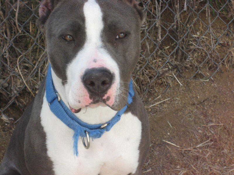 Pit Bull Dog — Gray, Calm