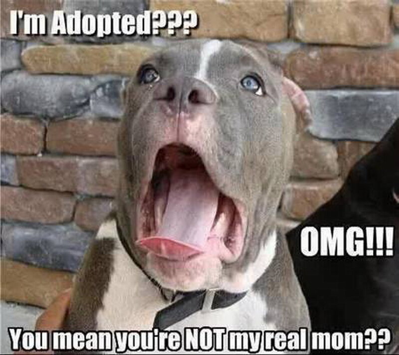 Pit Bull Dog — Gray, Surprised