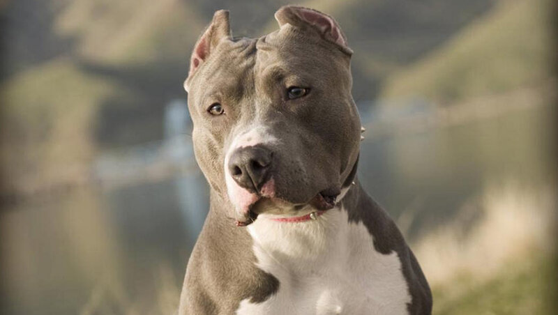 Pit Bull Dog — Gray