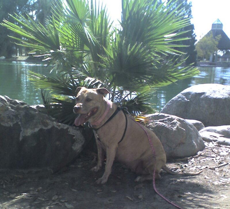 Pit Bull Dog — Green