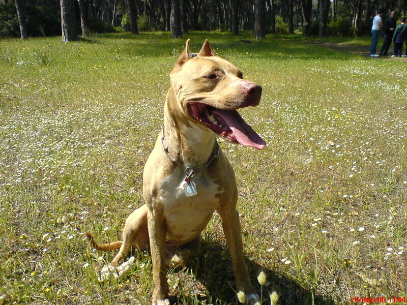Pit Bull Dog in Field
