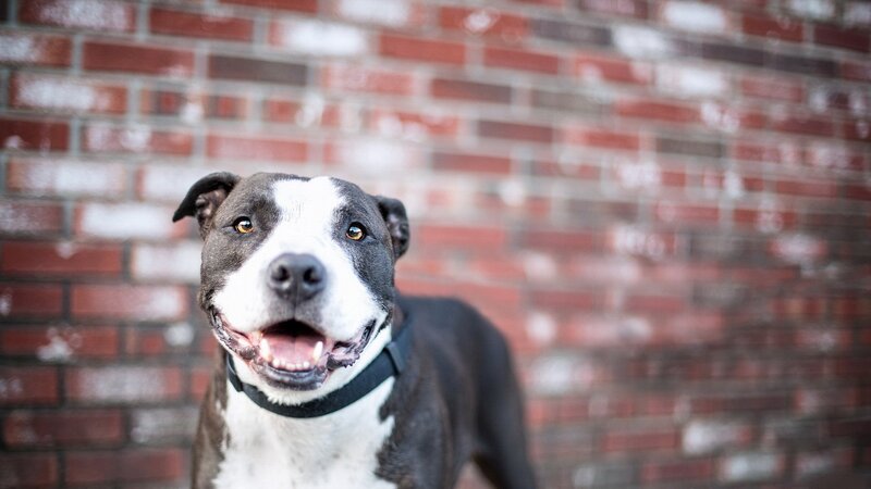 pit bull dog in front of brick wall
