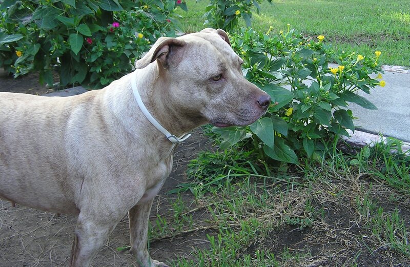 Pit Bull Dog in Garden