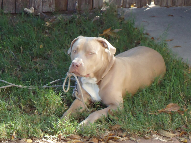 Pit Bull Dog in Grass — Brown, Calm