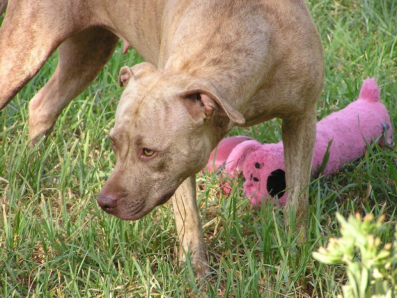 Pit Bull Dog in Grass — Brown