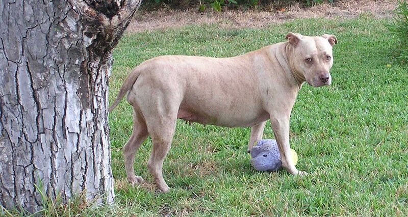 Pit Bull Dog in Grass — Green