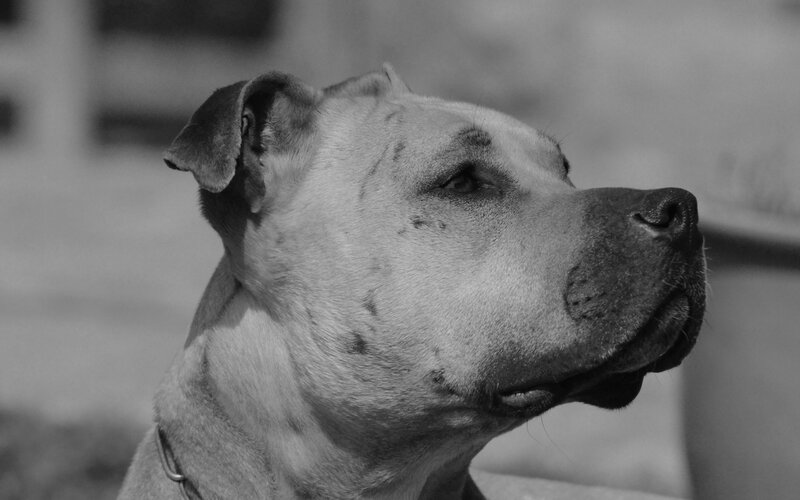 Pit Bull Dog in Profile