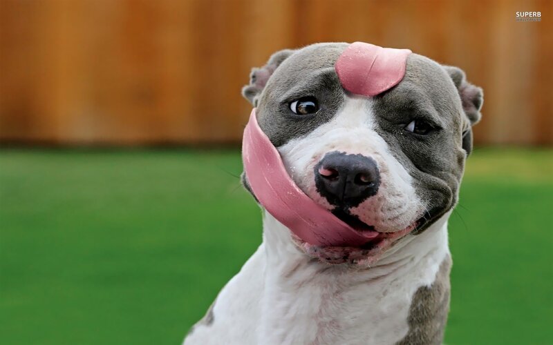 Pit Bull Dog Licking Face — Gray, Playful, Afternoon, Photograph, Grass
