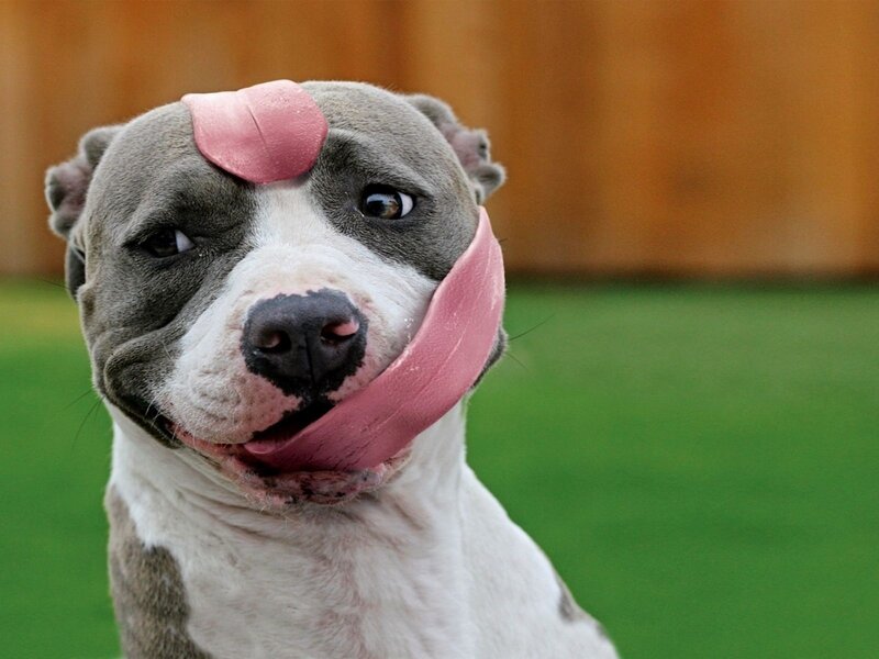 Pit Bull Dog Licking Face — Gray, Playful, Afternoon, Photograph
