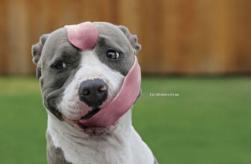 Pit Bull Dog Licking Face