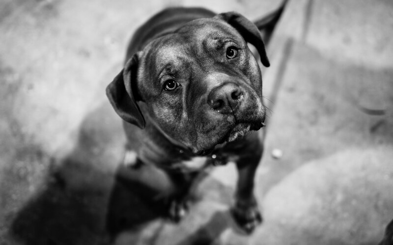 Pit Bull Dog Looking Up