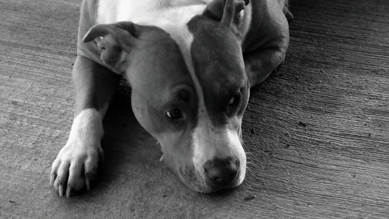 Pit Bull Dog Lying Down — Black, Calm