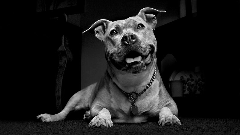 Pit Bull Dog Lying Down — Black