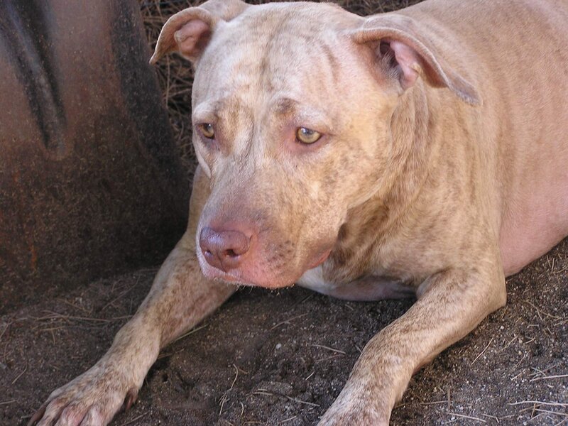 Pit Bull Dog Lying Down — Brown