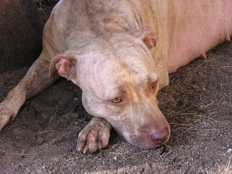 Pit Bull Dog Lying Down
