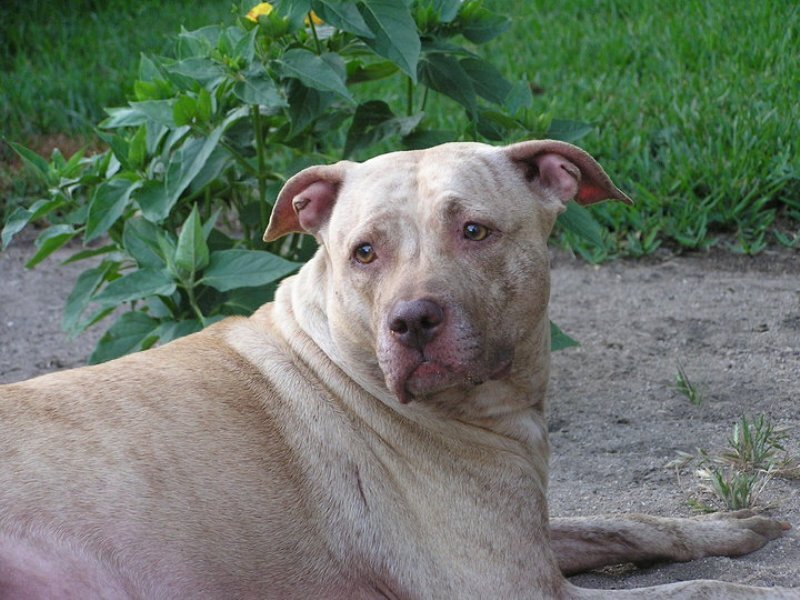 Pit Bull Dog Lying