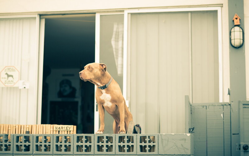 Pit Bull Dog on Balcony — Brown