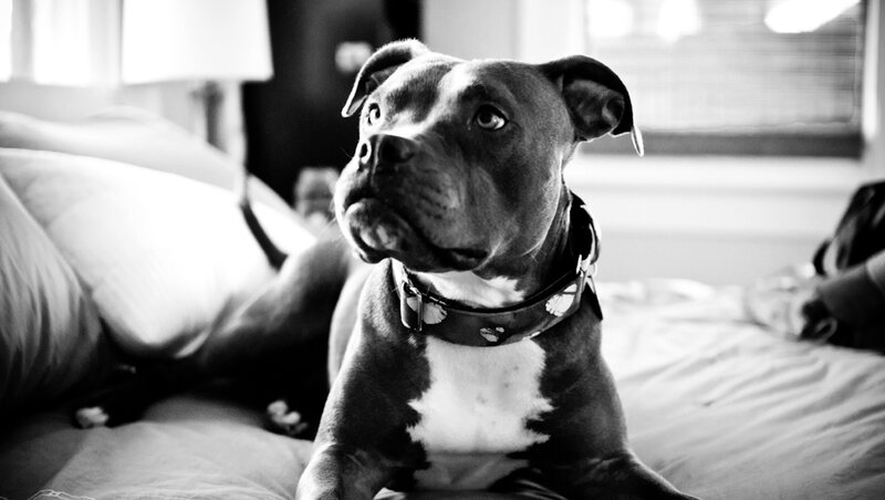 Pit Bull Dog on Bed