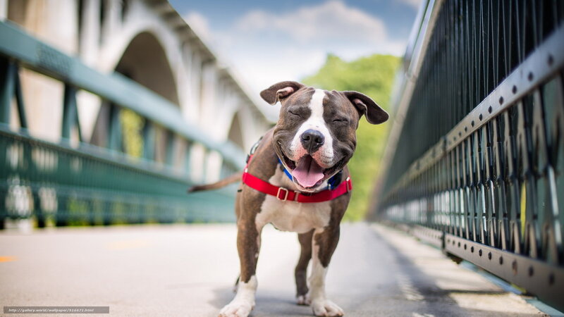 Pit Bull Dog on Bridge — Brown