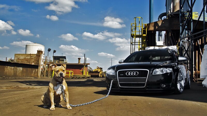 Pit Bull Dog on Chain