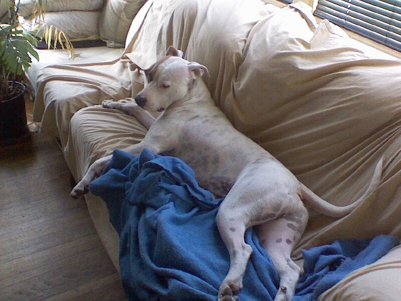 Pit Bull Dog on Couch