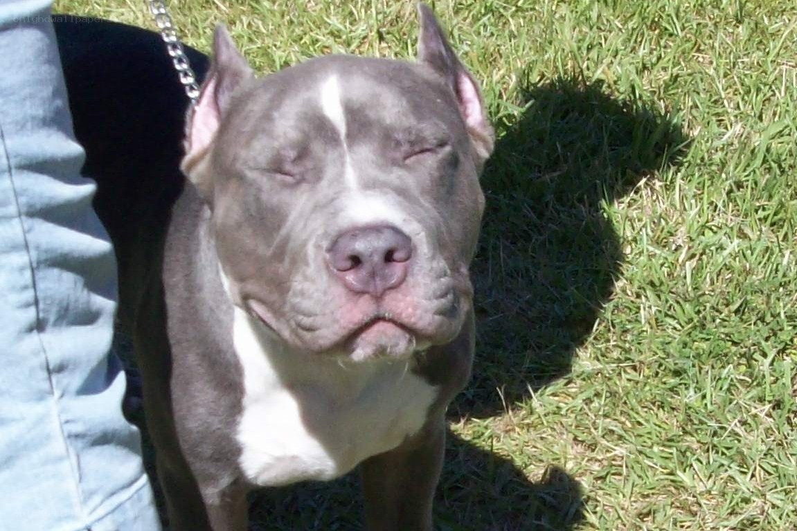 Pit bull dog on grass