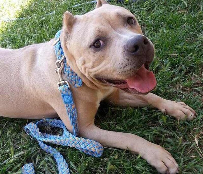 Pit Bull Dog on Grass — Green