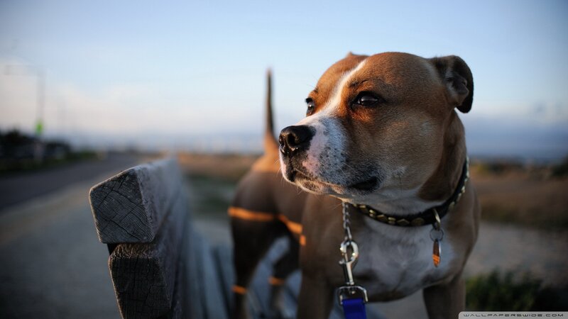 Pit Bull Dog on Leash — Brown, Calm