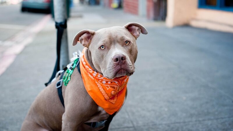 Pit Bull Dog on Leash — Gray